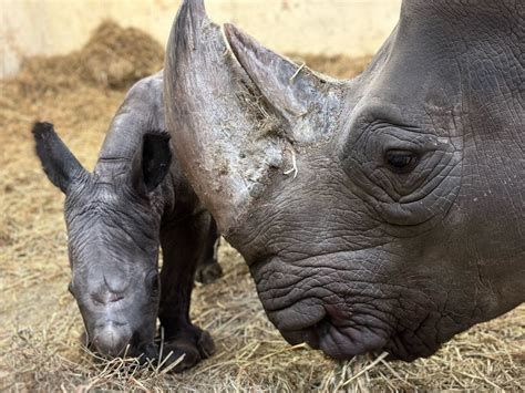 White rhino gives birth to calf at Toronto Zoo after 11 years in the facility